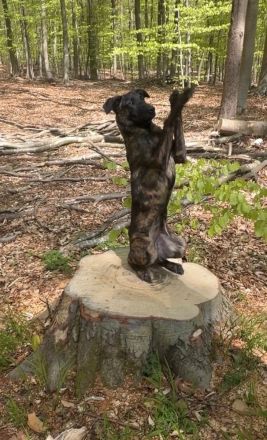 Holländischer Schäferhund/Malinois
