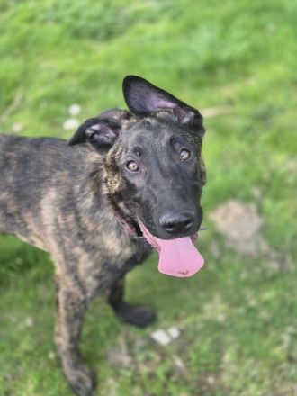 Holländischer Schäferhund/Malinois