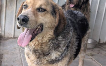 Sozialer und gelassener Coolio sucht Zuhause