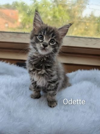 Typvolles Maine-Coon-Mädchen "Odette" sucht ein Zuhause auf Lebenszeit