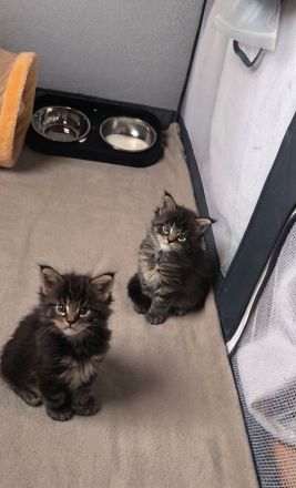 Maine-Coon-Kitten suchen ihr Zuhause auf Lebenszeit