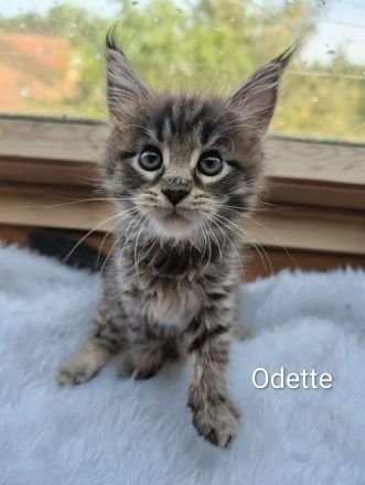 Typvolles Maine-Coon-Mädchen "Odette" sucht ein Zuhause auf Lebenszeit