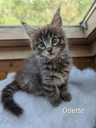 Typvolles Maine-Coon-Mädchen "Odette" sucht ein Zuhause auf Lebenszeit