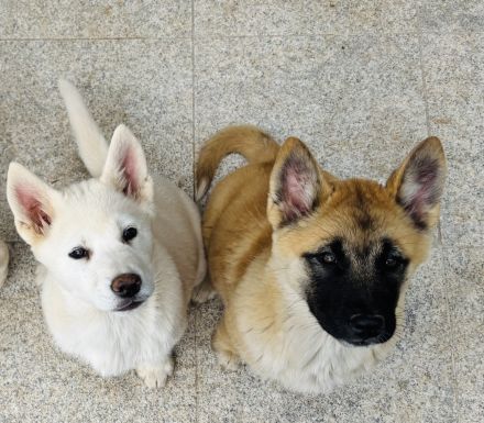Huskita - Welpen (Husky x Akita )