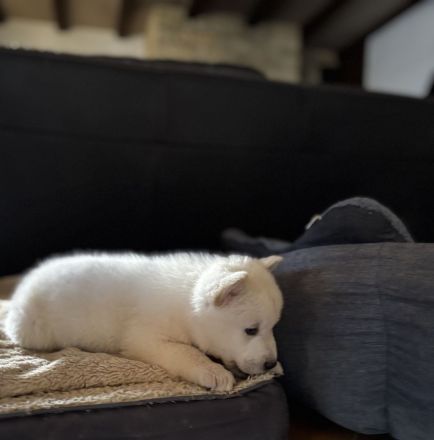 Huskita - Welpen (Husky x Akita )