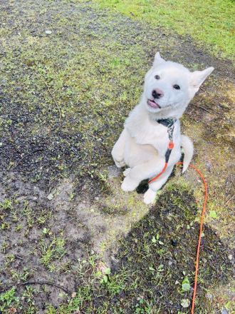 Huskita - Welpen (Husky x Akita )