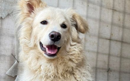 Bildschöner, junger Rüde Dexter sucht seine Menschen