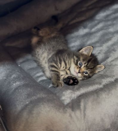🐾 Zwei zuckersüße Maine Coon-Mix Kitten suchen ein liebevolles Zuhause auf Lebenszeit! 🐾