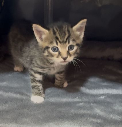 🐾 Zwei zuckersüße Maine Coon-Mix Kitten suchen ein liebevolles Zuhause auf Lebenszeit! 🐾
