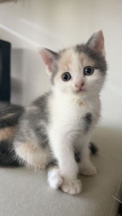 Wunderschöne Kitten suchen ab der 12. Woche ihr Für-immer-Zuhause