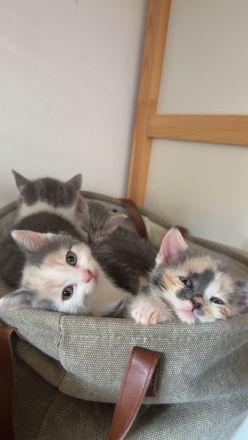 Wunderschöne Kitten suchen ab der 12. Woche ihr Für-immer-Zuhause