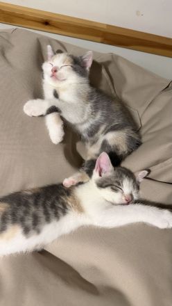 Wunderschöne Kitten suchen ab der 12. Woche ihr Für-immer-Zuhause