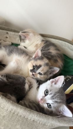 Wunderschöne Kitten suchen ab der 12. Woche ihr Für-immer-Zuhause
