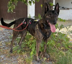 Peksi - Dringend Pflege - oder Endplatz gesucht!