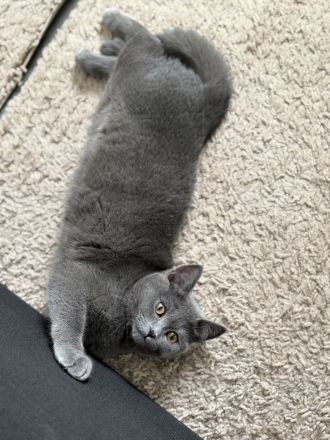 Britisch kurzhaar Katze Geschwister