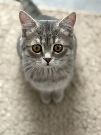 Britisch kurzhaar Katze Geschwister