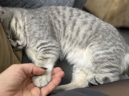 Britisch kurzhaar Katze Geschwister