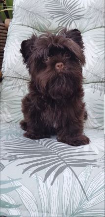 Yorkshire Terrier Mädel