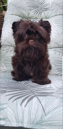 Yorkshire Terrier Mädel