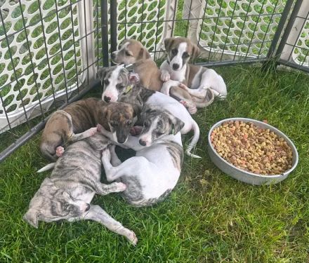 🐾 Wunderschöne Whippet-Welpen suchen ein liebevolles Zuhause 🐾