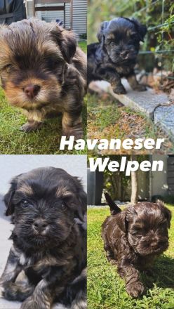Reinrassige Havaneser Welpen ab Ende Juni