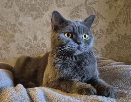 Reinrassige Traumkatze Ciri mit Stammbaum sucht ihr Körbchen (Selkirk Rex Straight)