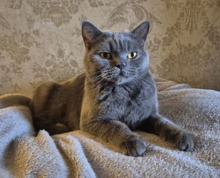 Reinrassige Traumkatze Ciri mit Stammbaum sucht ihr Körbchen (Selkirk Rex Straight)