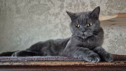 Reinrassige Traumkatze Ciri mit Stammbaum sucht ihr Körbchen (Selkirk Rex Straight)