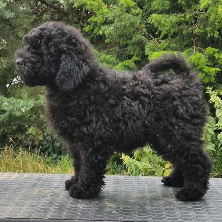Puli