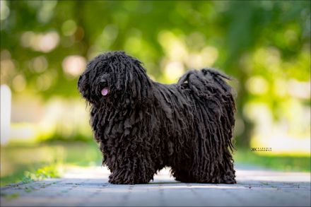 Puli