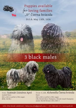 Puli
