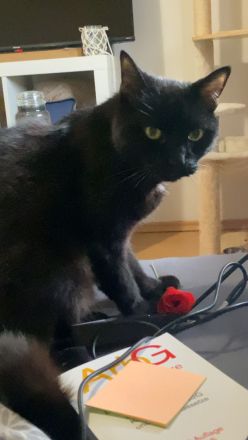 Verschmuster Katzenrentner abzugeben