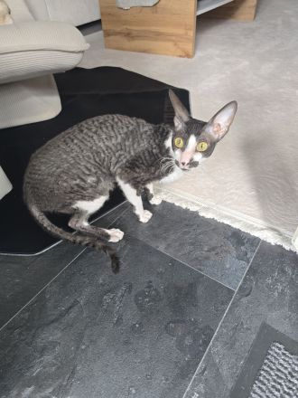 Katze weiblich/Kastiert und geimpft