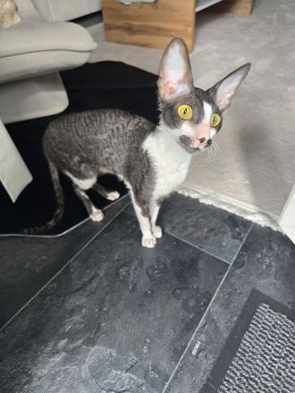 Katze weiblich/Kastiert und geimpft