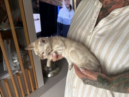 Bengal kitten Snow Kater 12 Wochen Reinrassig