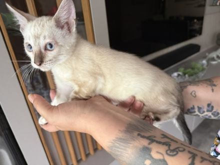 Bengal Kitten Snow Marbled Mädchen 13 Wochen Mit Stammbaum