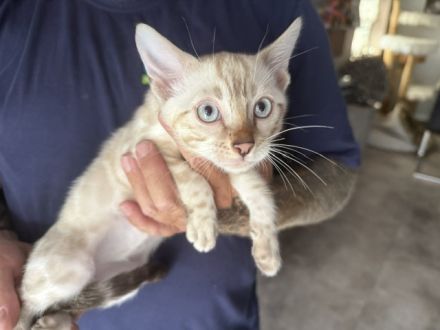 Bengal kitten Snow Kater 12 Wochen Reinrassig