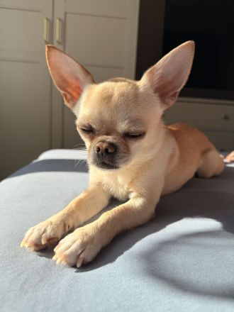 Chihuahua Manfred Deckrüde