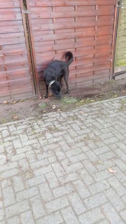 Luna - Sensible Seele sucht hundeerfahrene Menschen