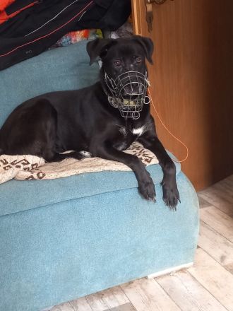 Luna - Sensible Seele sucht hundeerfahrene Menschen