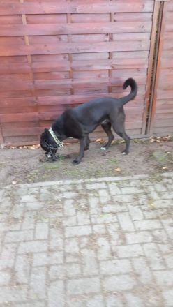 Luna - Sensible Seele sucht hundeerfahrene Menschen