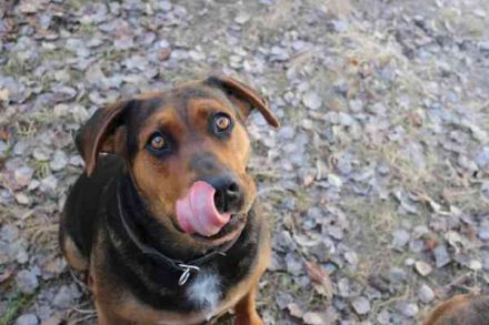 Chanel, Schäferhund-Bracken-Mix, geb. 2020, gut erzogene Familienhündin
