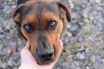 Chanel, Schäferhund-Bracken-Mix, geb. 2020, gut erzogene Familienhündin