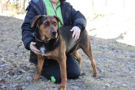 Chanel, Schäferhund-Bracken-Mix, geb. 2020, gut erzogene Familienhündin
