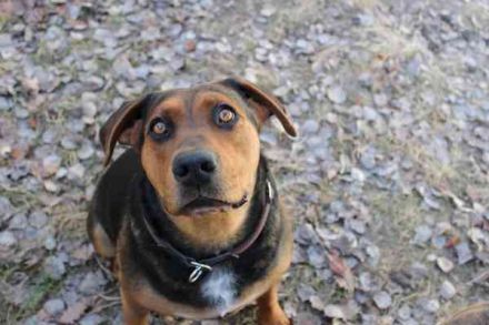 Chanel, Schäferhund-Bracken-Mix, geb. 2020, gut erzogene Familienhündin