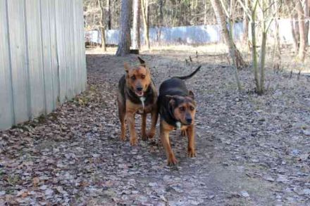 Coco, Schäferhund Bracken Mix, geb. 2020, tolle, gut erzogene Familienhündin