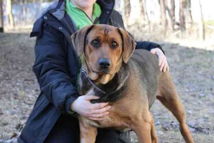 Coco, Schäferhund Bracken Mix, geb. 2020, tolle, gut erzogene Familienhündin