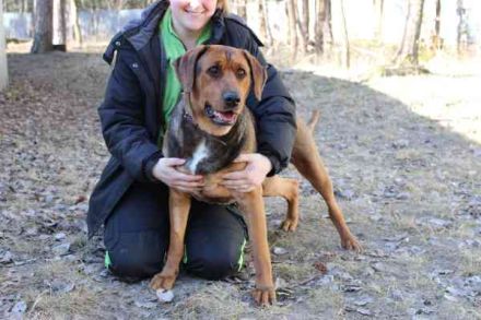 Coco, Schäferhund Bracken Mix, geb. 2020, tolle, gut erzogene Familienhündin