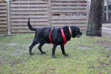 Apollo, Labrador, geb. 2015, für ihn suchen wir Menschen mit Herz, Geduld und einem gemütlichen Lebe
