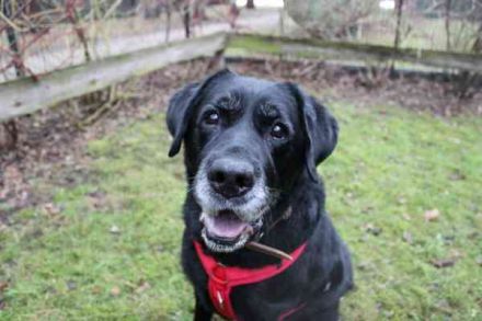 Apollo, Labrador, geb. 2015, für ihn suchen wir Menschen mit Herz, Geduld und einem gemütlichen Lebe